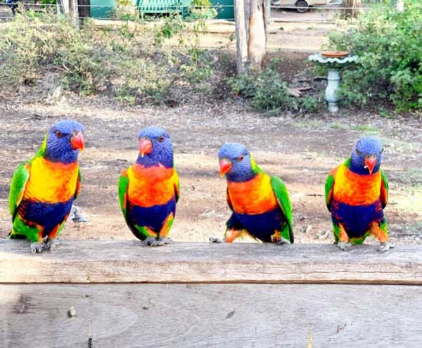 lorrikeets-standing-on-fence-murphys-creek-escape-camp-grounds