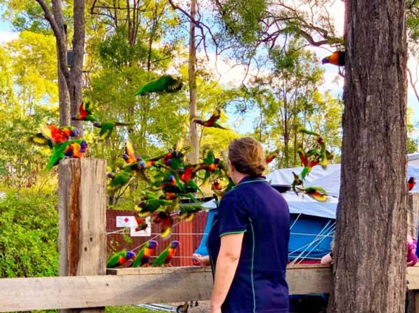 safari tent camping qld