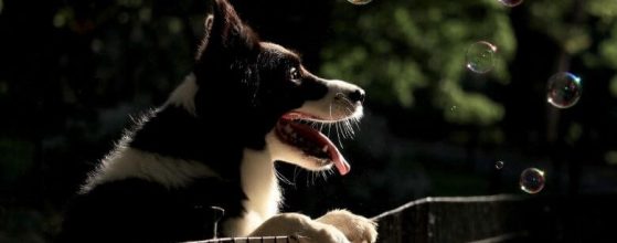 5 portable camping fences for your dog