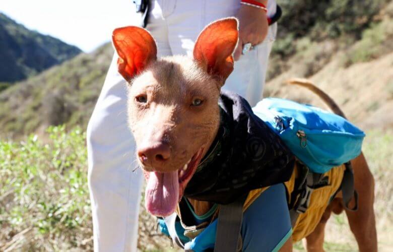 dog camping gear (1)