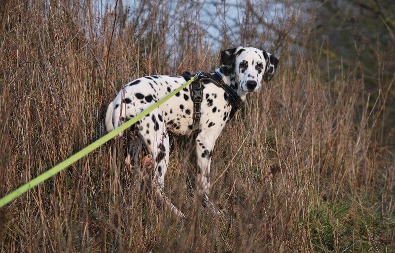 dog camping gear (1)
