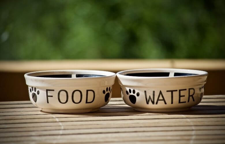 dog camping gear (2) (1)