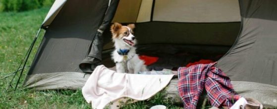 Best dog camping beds