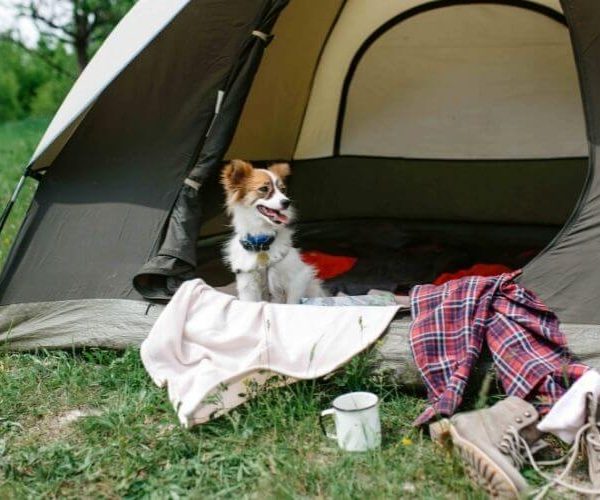 the best dog camping beds for your furry best friend (1)