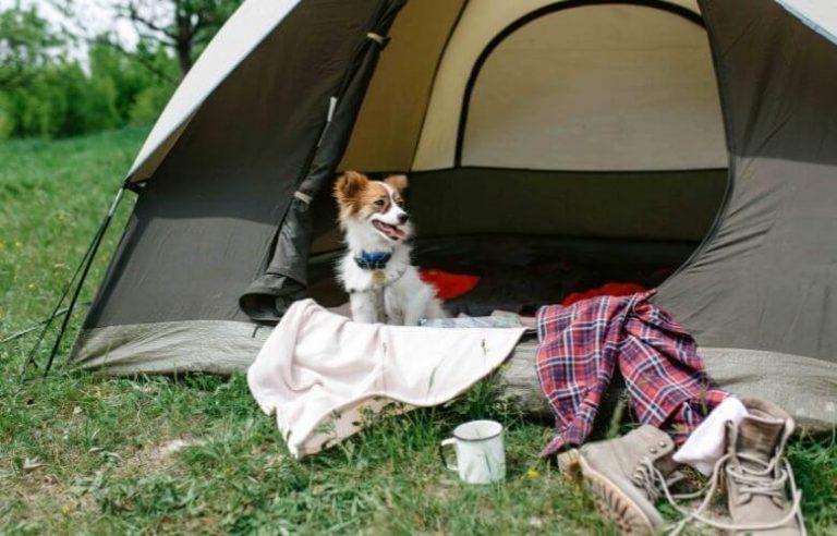 the best dog camping beds for your furry best friend (1)