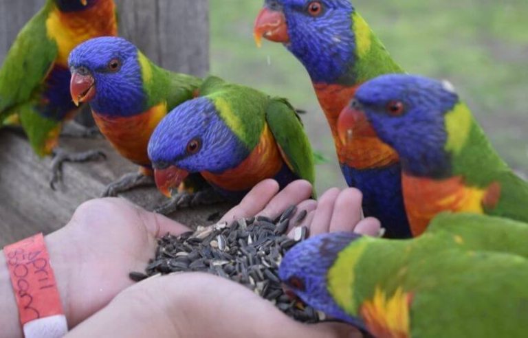 bird feeding