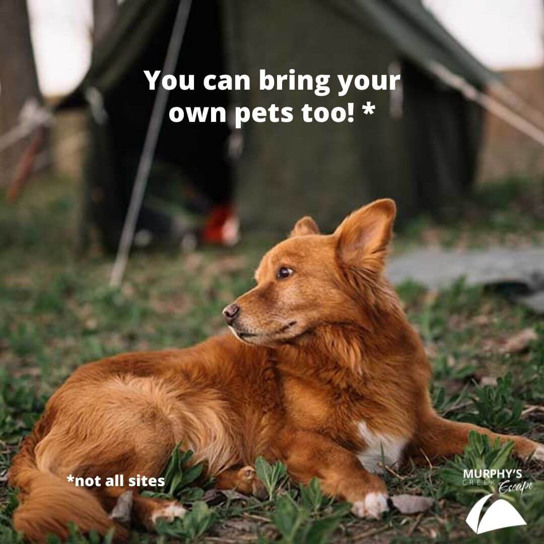 Dog friendly camping near me discount