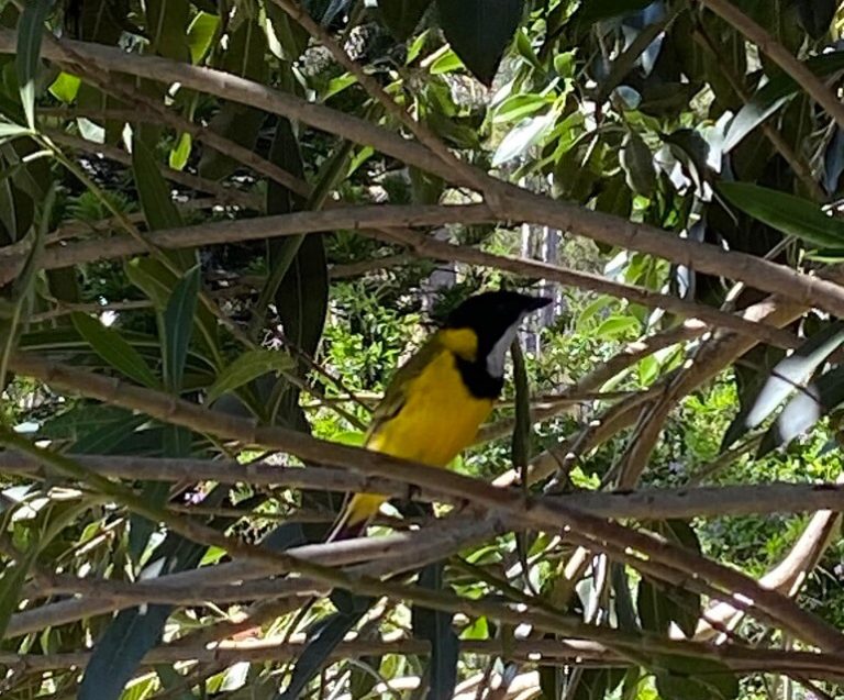 Golden Whistler at Murphys Creek Escape Campgrounds