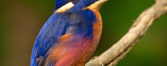 birdwatching-kingfisher-azure-murphys-creek-escape