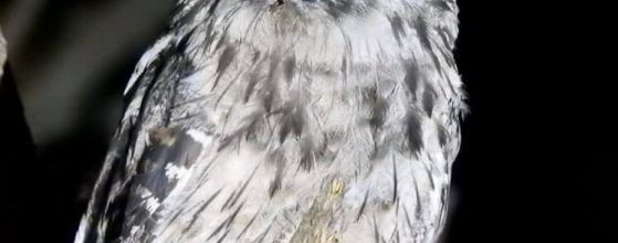birdwatching-tawny-frogmouth-south-east-queensland