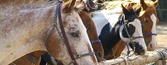 horse-friendly-campgrounds-south-east-queensland-murphys-creek-escape