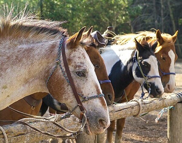 horse friendly campgrounds