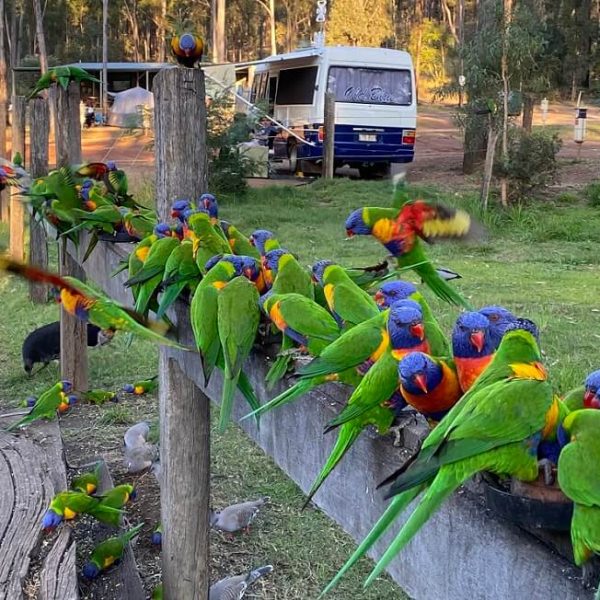 NDIS-nature-retreat-murphys-creek-escape