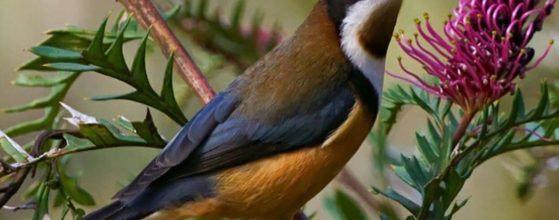 birdwatch-the-eastern-spinebill-honeyeater-murphys-creek-escape