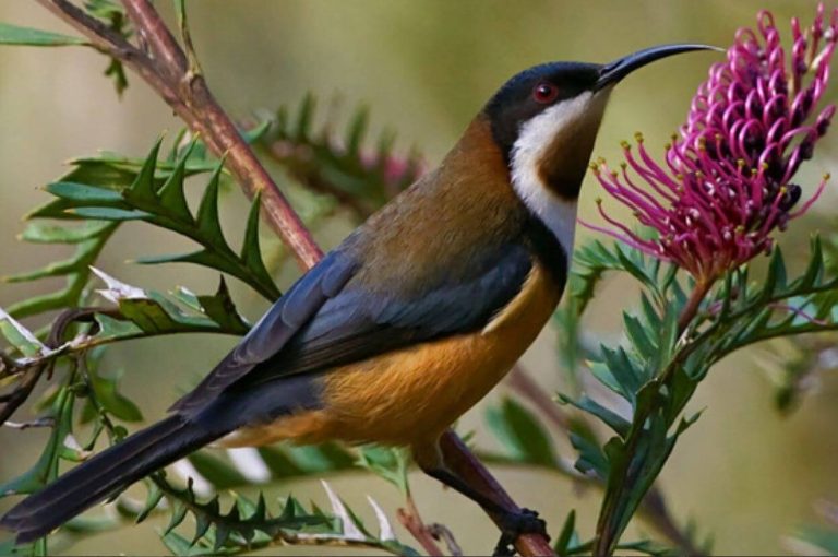 birdwatch-the-eastern-spinebill-honeyeater-murphys-creek-escape