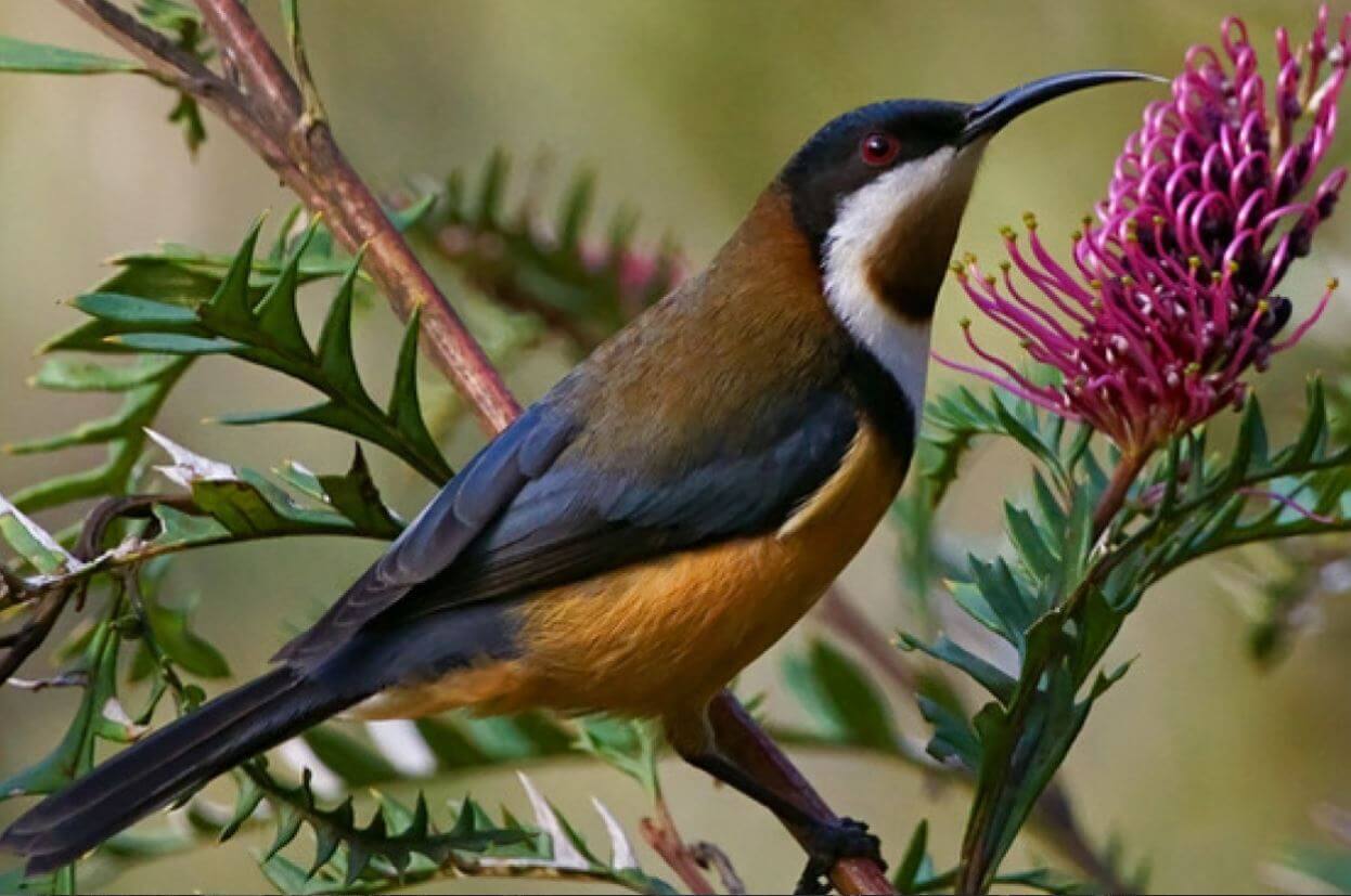 Birdwatching The Honeyeater