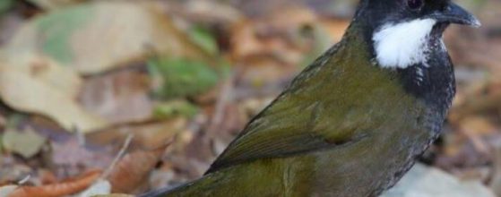 birdwatching-the-eastern-whipbird