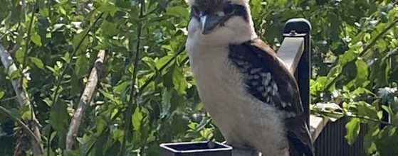 birdwatching-the-kookaburra-qld-murphys-creek-escape