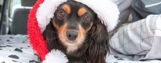 christmas-camping-with-pets-qld-murphys-creek-escape