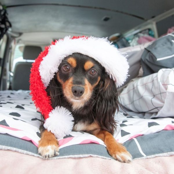 christmas-camping-with-pets-qld-murphys-creek-escape