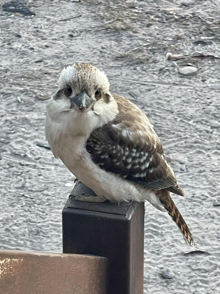 kookaburra-birdwatching