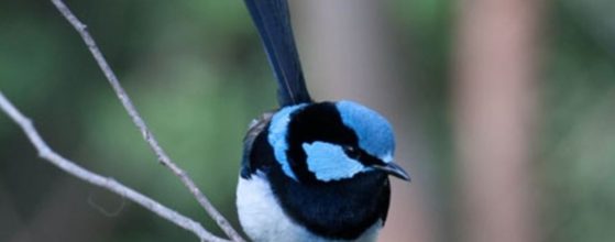 the-superb-fairywren-murphys-creek-escape