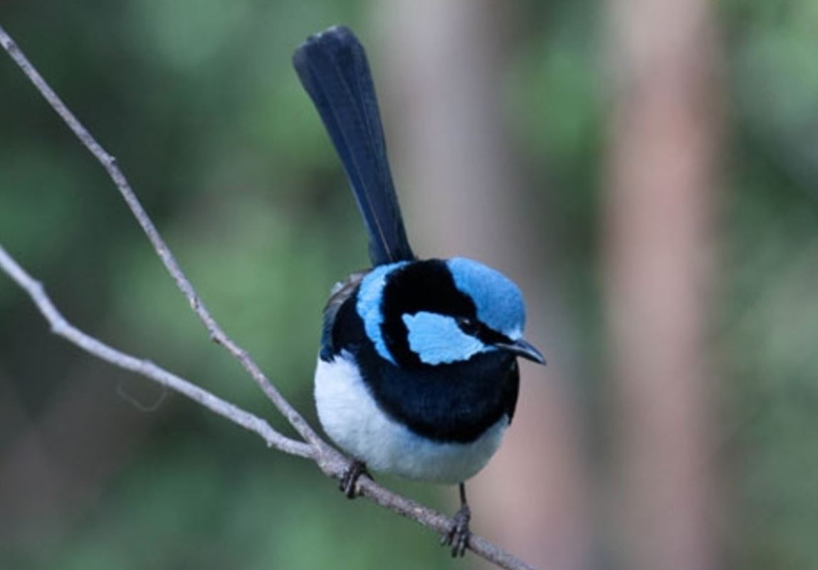 Birdwatching the Superb Fairywren