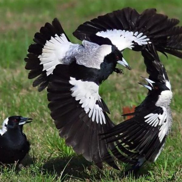 bird-watching-the-australian-magpie