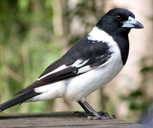 Bird Watching The Pied Butchersbird