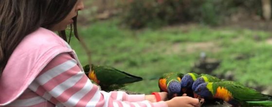 birdfeeding-while-camping-murphys-creek-escape
