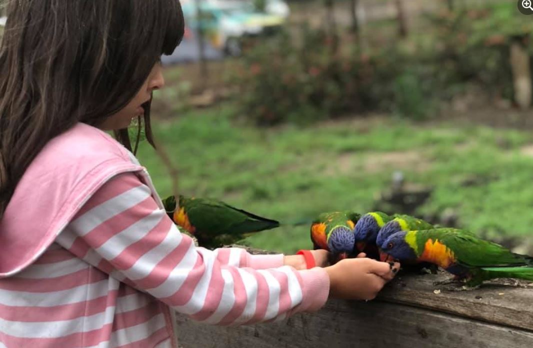 Family Camping: Strengthening Bonds in Nature at Murphys Creek Escape