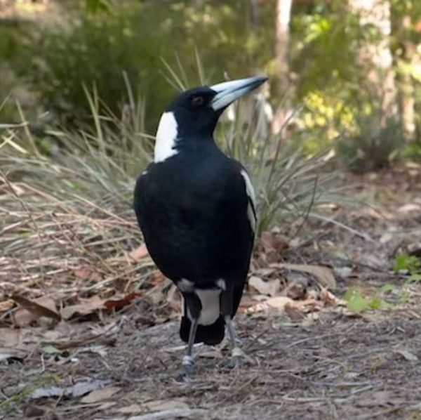 birdwatching-the-australia-mgapie