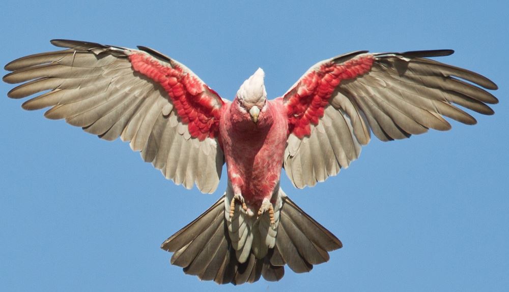 Bird Watching The Galah
