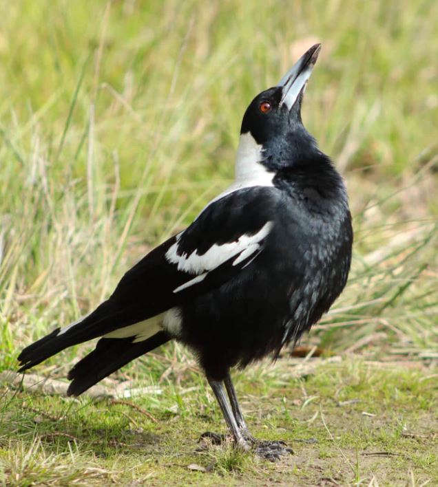 birdwatching-the-magpie