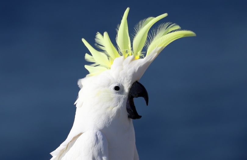 Bird-Watching-Sulphur-Crested-Cockatoo- Murphys Creek Escape