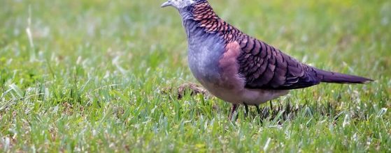Bird-Watching-The-Bar-Shouldered-Dove-Murphys-Creek-Escape