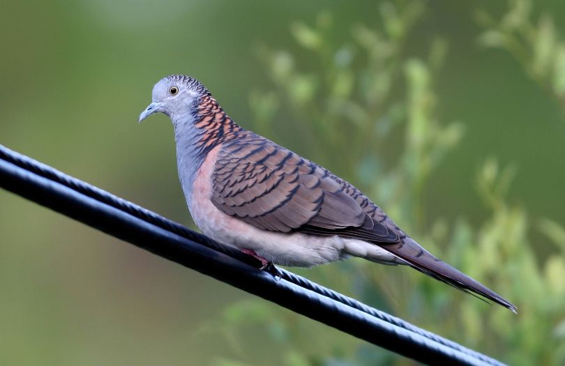 The-Bar-Shouldered-Dove-Murphys Creek Escape
