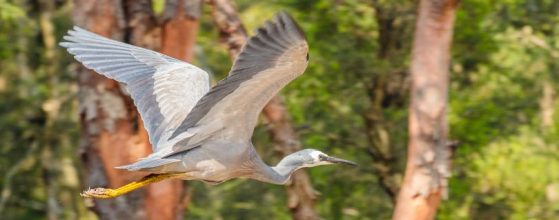 The-White-Faced-Heron-Murphys-Creek-Escape