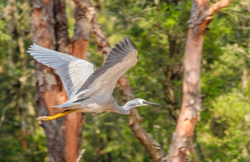 The-White-Faced-Heron-Murphys Creek Escape