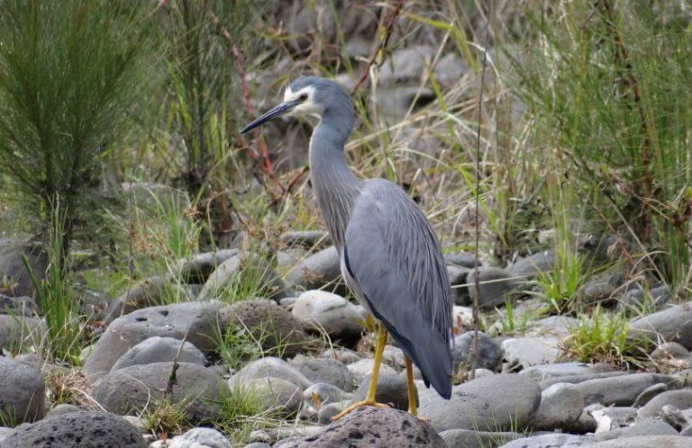bird-watching-White-Faced-Heron-Murphys-Creek-Escape