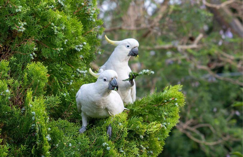 Bird Watching The Sulphur Crested Cockatoo Murphys Creek Escape