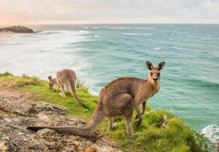 top campsites near brisbane - murphys creek escape