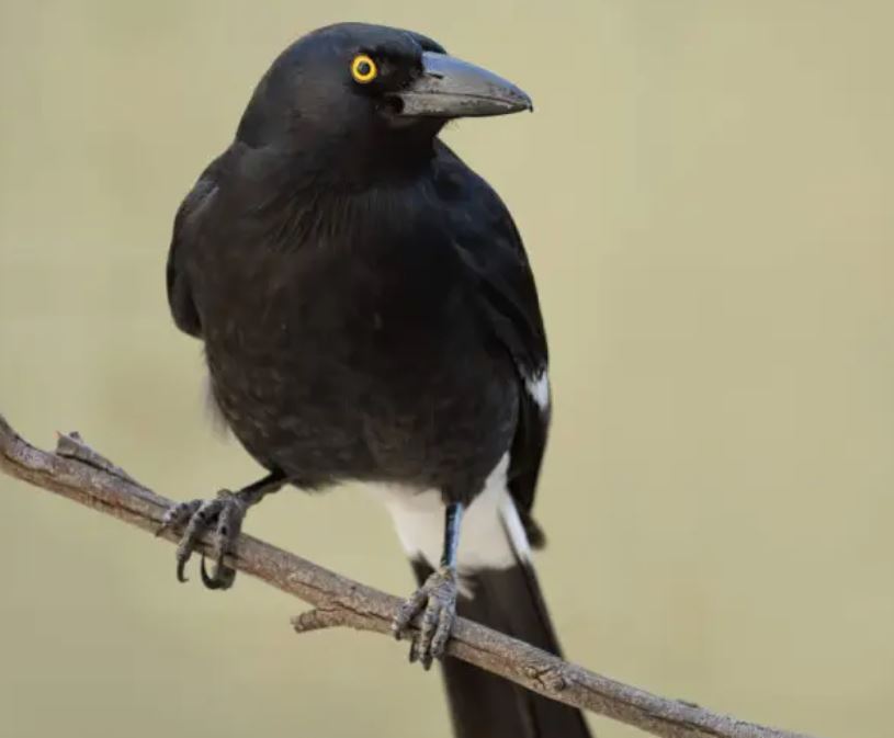 Australian Currawong