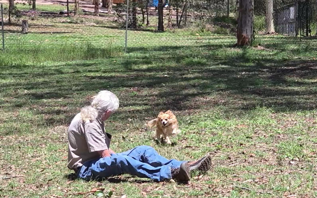 Dog Running At Murphys Creek Camp Site