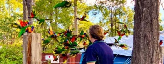 Family-campgrounds-near-Brisbane-Murphys-Creek-Escape2