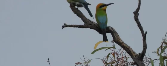 Rainbow Bee Eaters at Lockyer Valley