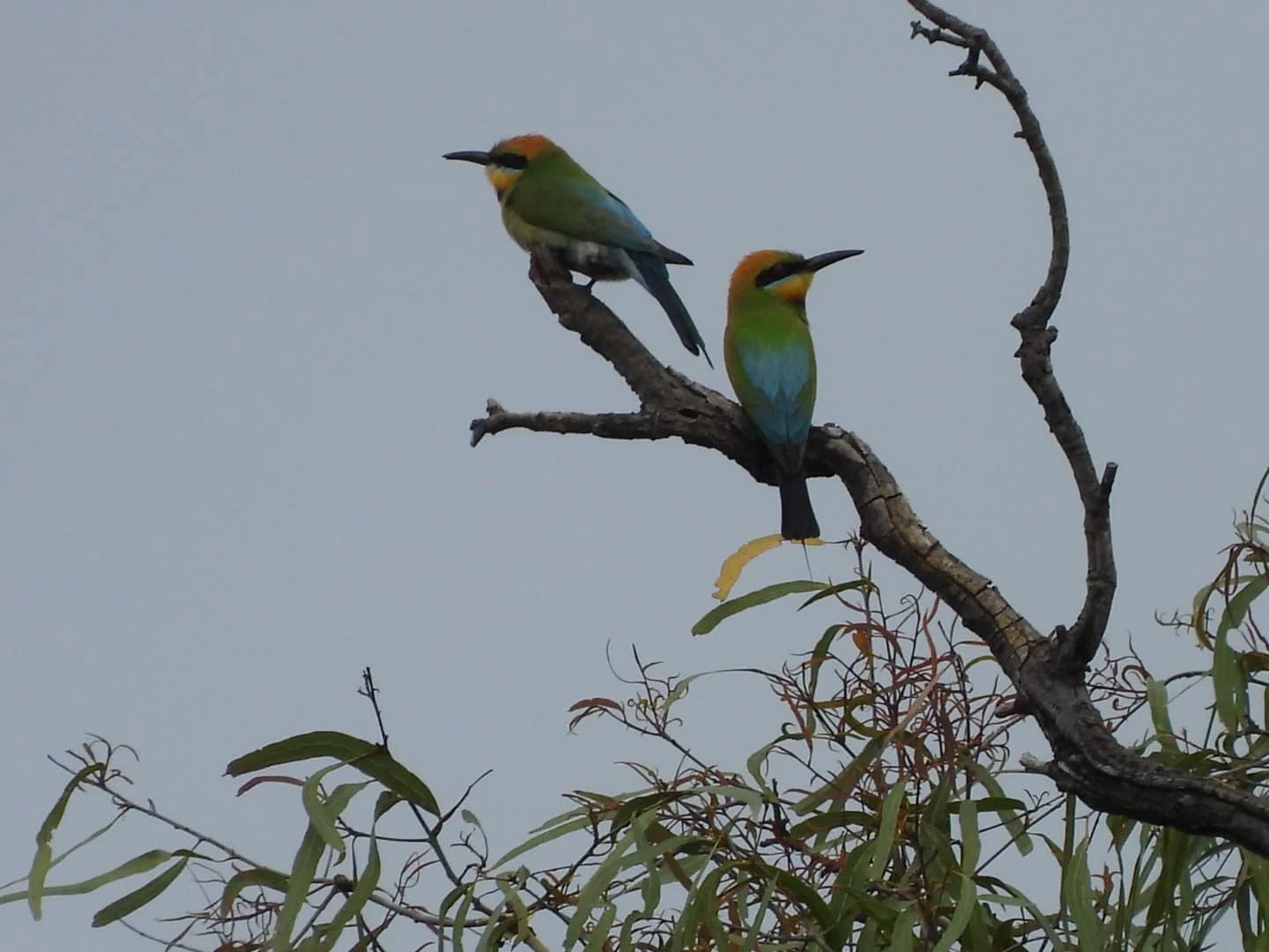 Why Is It a Good Idea to Go Birdwatching at Murphys Creek in Spring