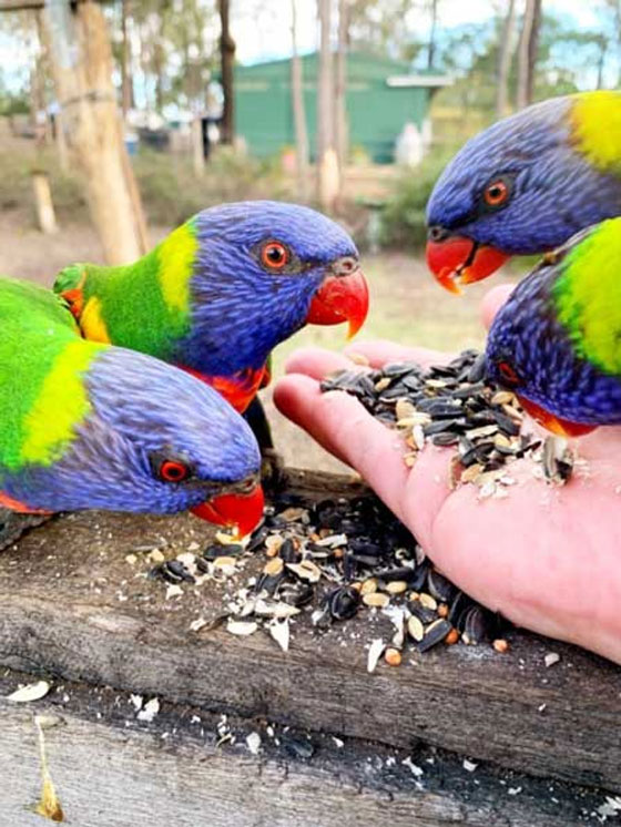 Camp Activities - Bird Feeding at Murphys Creek Escape