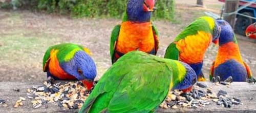 rainbow loriekeet feeding at mce