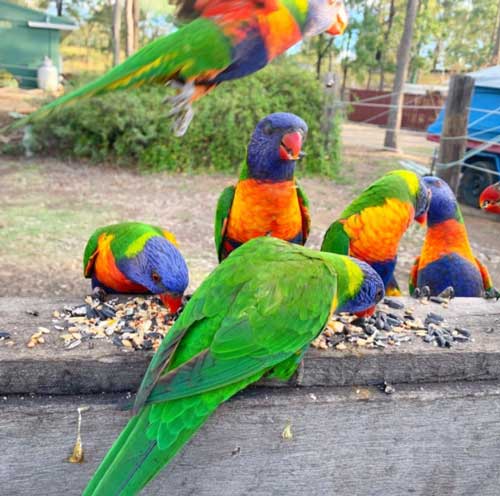 Rainbow Lorikeet: A Vibrant Jewel of South East Queensland’s Avian Haven
